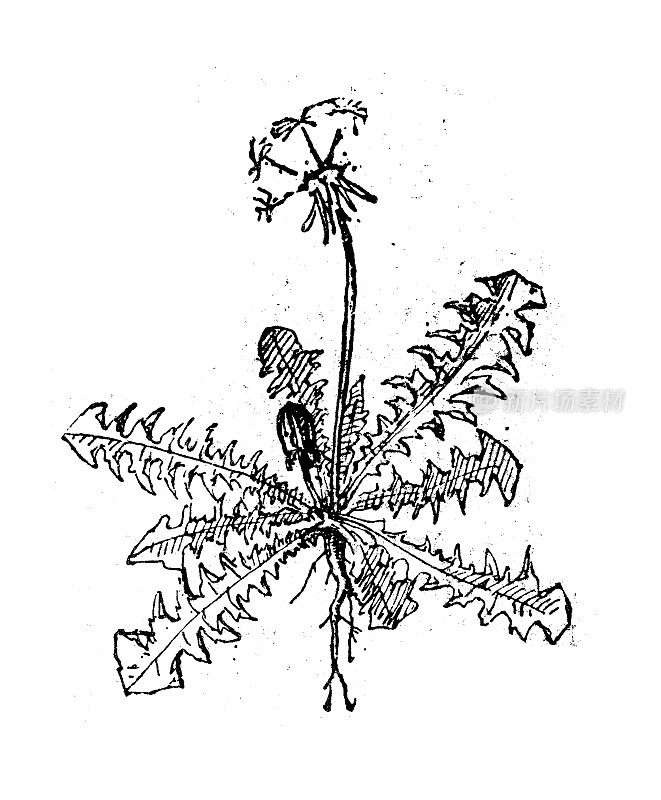 古董插图:Cirsium acaule